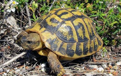 Les tortues méditerranéenne dans le parc national de l’Alberra